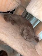 Britse korthaar kittens, Dieren en Toebehoren, Katten en Kittens | Overige Katten, Poes