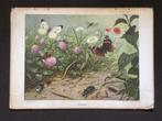 Schoolplaat Insecten, Ophalen, Natuur en Biologie