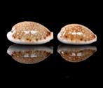 Schelpen: Cypraea labrolineata 14-16,5mm - Set van 2  Donker, Verzamelen, Mineralen en Fossielen, Ophalen of Verzenden, Schelp(en)