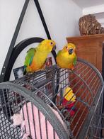 zonparkiet x jendaya (niet tam), Geslacht onbekend, Dwergpapegaai of Agapornis, Geringd