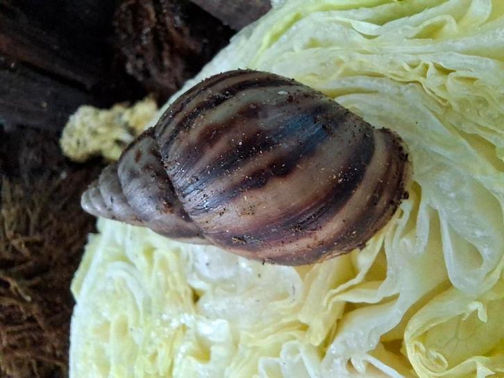 Afrikaanse reuzenslakken, Dieren en Toebehoren, Reptielen en Amfibieën, Overige soorten, 0 tot 2 jaar