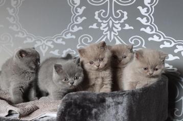 Britse korthaar Lilac/Blauw kittens met stamboom beschikbaar voor biedingen
