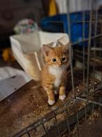 5 leuke kittens. Kater, poes. Cypers, cypers/wit, rood/wit., Meerdere dieren, Kortharig, 0 tot 2 jaar