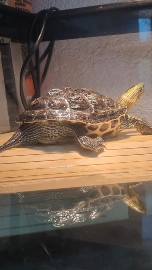 Chinese streepschildpad met aquarium, Dieren en Toebehoren, Reptielen en Amfibieën, Schildpad, 3 tot 6 jaar