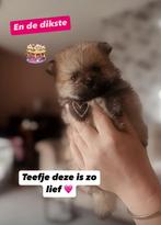 Prachtige pomeriaantjes, Keeshond, 8 tot 15 weken, Meerdere, Meerdere dieren