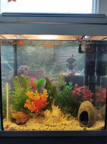 Prachtig aquarium met guppies! beschikbaar voor biedingen