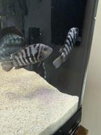 Zebracakkerlak Cichlide koppel, Vis