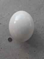 Struisvogel ei 18 cm, Ophalen of Verzenden, Zo goed als nieuw