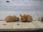 Kleurdwergen Oranje, Dieren en Toebehoren, Konijnen, Meerdere dieren, Dwerg, 0 tot 2 jaar