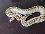 Koningspython - Python Regius - Bambo Enchi Fire, Dieren en Toebehoren, Reptielen en Amfibieën, Slang, 0 tot 2 jaar