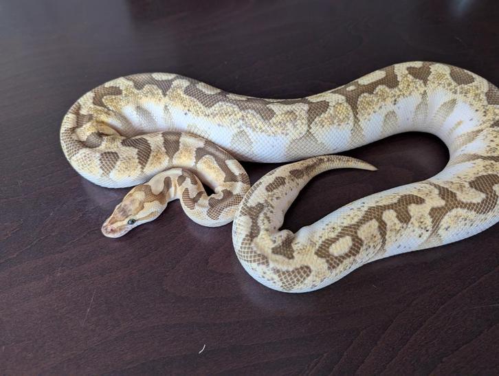 Koningspython - Python Regius - Bambo Enchi Fire, Dieren en Toebehoren, Reptielen en Amfibieën, Slang, 0 tot 2 jaar