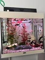 molly en guppy, Vis, Zoetwatervis