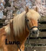Super lieve Haflinger Merrie, Dieren en Toebehoren, Pony's, Gechipt, L, 11 jaar of ouder, Recreatiepony