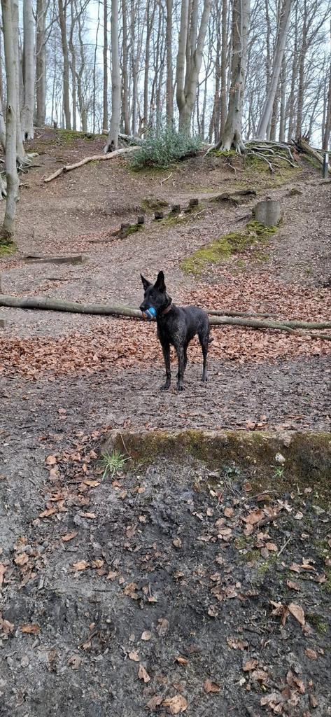Herdershond teef, Dieren en Toebehoren, Honden | Herdershonden en Veedrijvers, Teef, Herder, Particulier, Eén hond, Nederland