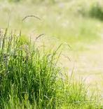 Aangeboden:Dijk-weide, Dieren en Toebehoren, Stalling en Weidegang, Weidegang