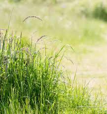 Aangeboden:Zomerweide, Dieren en Toebehoren, Stalling en Weidegang, Weidegang