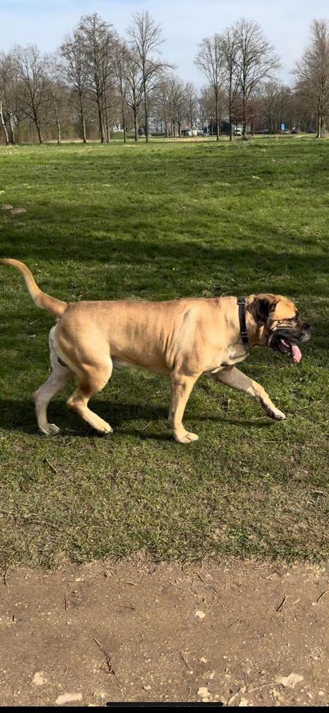 RASECHTE BOERBOEL DEKREU, Dieren en Toebehoren, Honden | Dekreuen, Reu, Particulier, Eén hond, Nederland, 3 tot 5 jaar, CDV (hondenziekte)