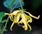 Chanel No 5 bloem zaadjes, Ylang Ylang Caning odorata, Coco, Ophalen of Verzenden, Voorjaar, Volle zon, Zaad