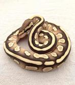 1.0 Lesser 50% het piebald koningspython, Dieren en Toebehoren, Slang, 0 tot 2 jaar