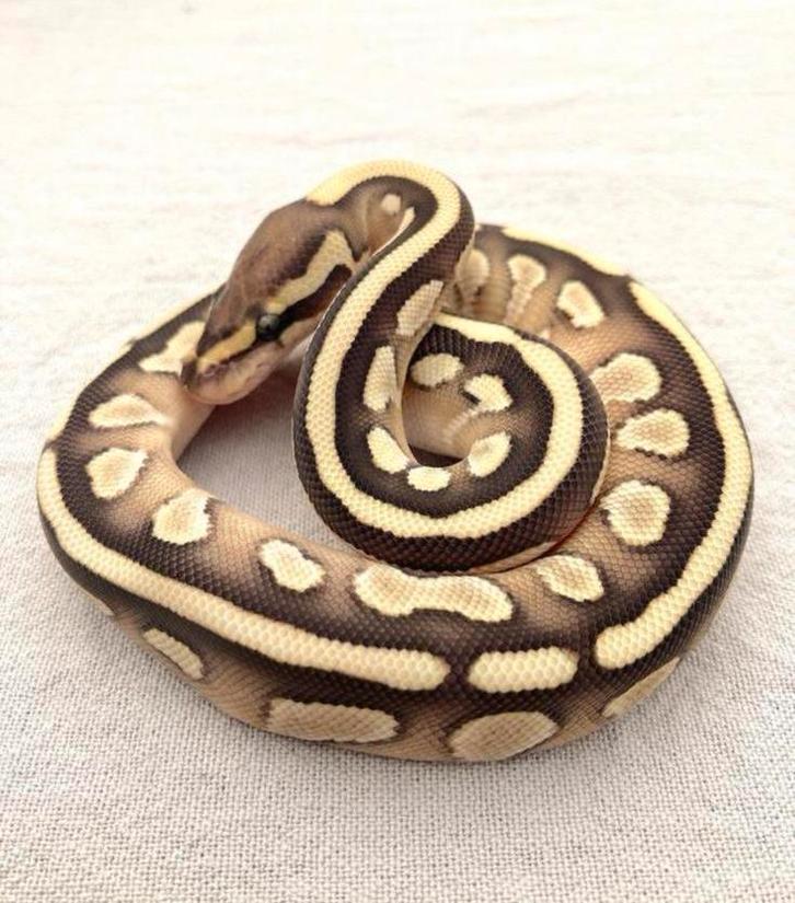 1.0 Lesser 50% het piebald koningspython