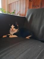 Lieve kater te koop, Kater, 0 tot 2 jaar