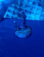 Antillorgia Acerosa Gorgoon, Dieren en Toebehoren, Overige typen, Zoutwatervis