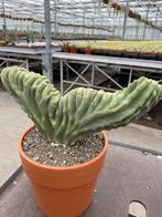 Cactus Lophocereus Schotti Cristaat Totempaal cactus., Ophalen of Verzenden, Minder dan 100 cm, Bloeiende kamerplant, Volle zon