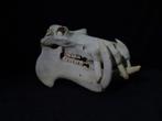 nijlpaard schedel skull hippo nijlpaarden taxidermy, Ophalen, Gebruikt, Hert, Gewei of Kop