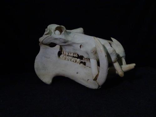 nijlpaard schedel skull hippo nijlpaarden taxidermy, Verzamelen, Dierenverzamelingen, Gebruikt, Gewei of Kop, Hert, Ophalen
