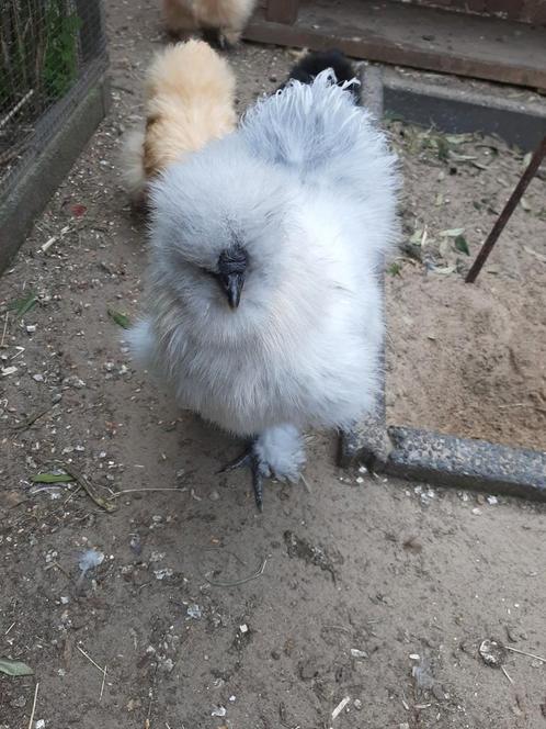 Gratis, Dieren en Toebehoren, Pluimvee, Kip, Mannelijk