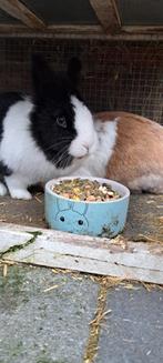 2 konijnen, Dieren en Toebehoren, Konijnen, Vrouwelijk, 3 tot 5 jaar