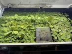Mooie drijfplanten met lange wortels, ideaal voor garnalen., Ophalen of Verzenden, Nieuw, Plant(en), Steen of Hout