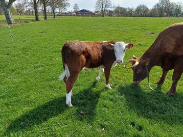 stierkalf Normandier x Maine anjou x hereford beschikbaar voor biedingen