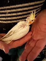 Jonge valkparkiet, lutino, Dieren en Toebehoren, Geslacht onbekend, Parkiet, Tam