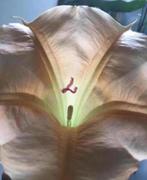 grote oude bio Brugmansia’s planten in de pot, Overige soorten, Ophalen of Verzenden, In pot, Minder dan 100 cm