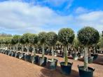 Olijfboom - Olijfbomen bol kroon met 35/40 cm stamomtrek!!, Tuin en Terras, Planten | Bomen, Ophalen of Verzenden, 100 tot 250 cm