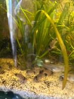 Corydora Panda, Dieren en Toebehoren, Vis