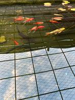 Vijvervissen gratis ophalen, Dieren en Toebehoren, Vissen | Vijvervissen, Goudvis(sen)