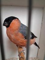 Noordse goudvink man, Dieren en Toebehoren, Vogels | Overige Vogels, Mannelijk, Wildzangvogel, Geringd