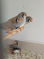 Meerdere soorten vogels, Dieren en Toebehoren, Meerdere dieren, Tropenvogel