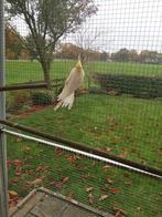 ValkParkiet, Dieren en Toebehoren, Vogels | Parkieten en Papegaaien, Parkiet