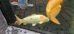 Hariwake, doitsu, Japanse koi, koi karper, Dieren en Toebehoren, Vissen | Vijvervissen, Karper of Koi