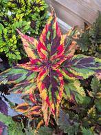 Coleus siernetel stekjes, Ophalen of Verzenden, Overige soorten, Halfschaduw, Minder dan 100 cm
