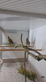 Groene kardinaal kardinalen, Dieren en Toebehoren, Vogels | Overige Vogels, Meerdere dieren, Geringd