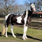 Ter dekking Igor !, Hengst