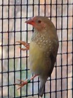 Binsen astrilde pop te koop, Vrouwelijk