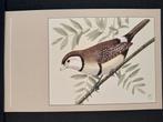 Gordel astrilde  ansichtkaart P Sluis getekend Rein Stuurman, Verzenden, Ongelopen, Vogel