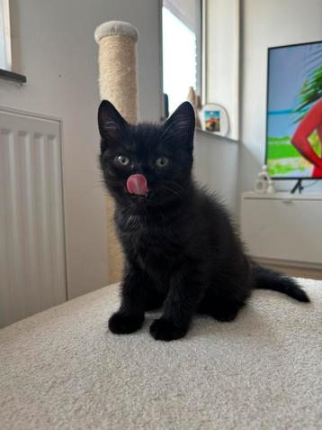 Zwarte Britse korthaar kittens te koop beschikbaar voor biedingen