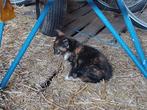 Kittens, Dieren en Toebehoren