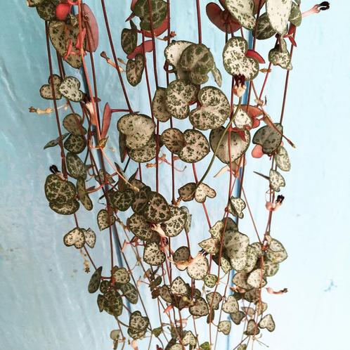 String of hearts(ceropegia) stek, meerdere soorten, zie adv., Huis en Inrichting, Kamerplanten, Overige soorten, Minder dan 100 cm